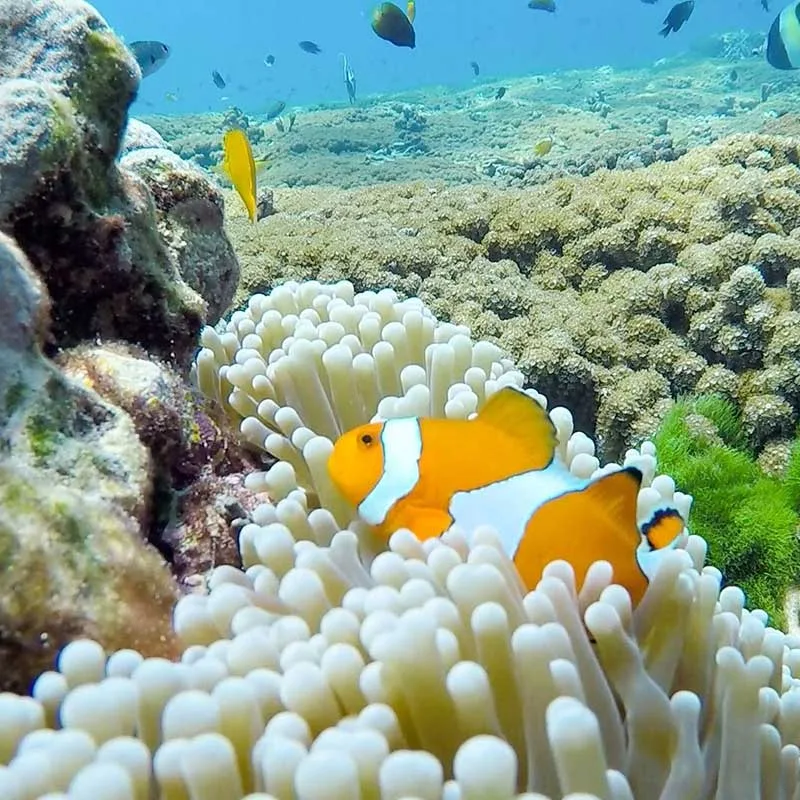 best-fantastic-snorkeling-trip-Similan-island-by-speedboat-2