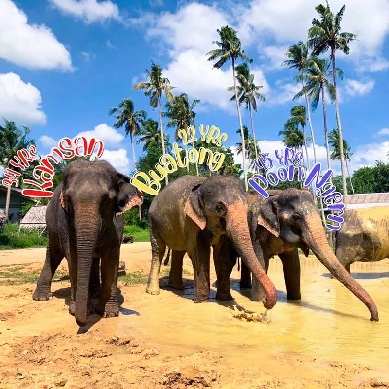Aonang-elephant-sanctuary-half-day-visit-program-morning