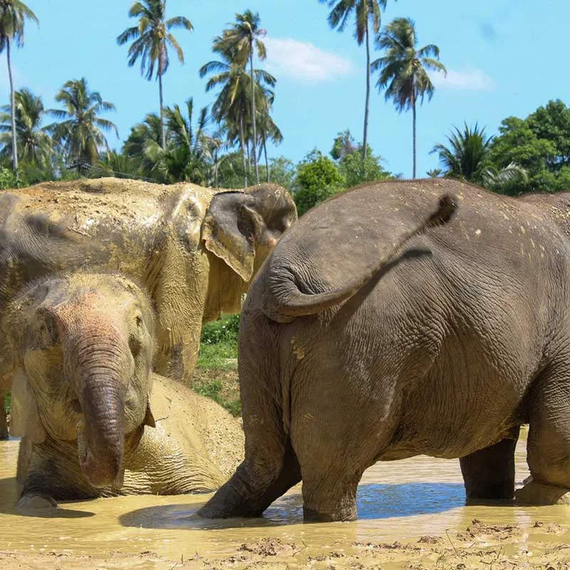 Elephant-morning-afternoon-visit-Aonang-Krabi