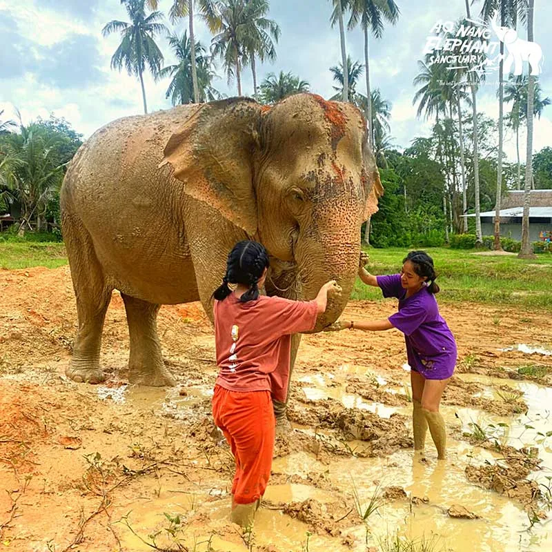 elephant-mud-krabi-tour-elephant-sanctuary