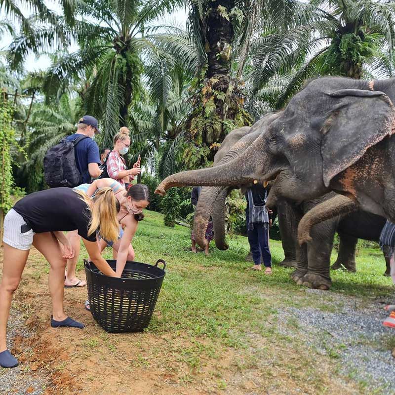 feed-elephant-half-day-tours-krabi feed-elephant-half-day-tours-krabi