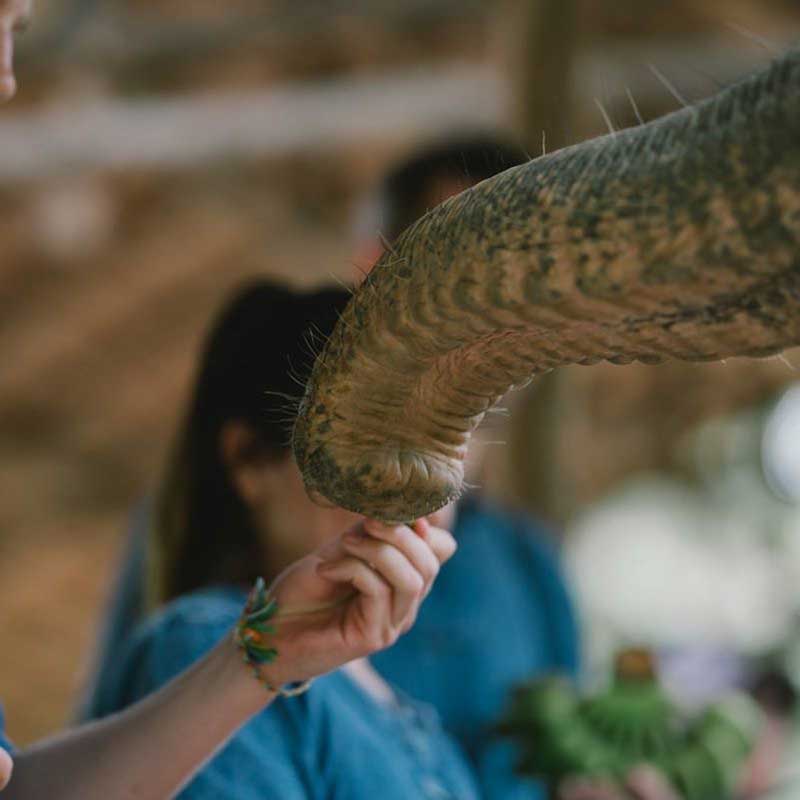 feed-elephants-tours-krabi-elephant-house-sanctuary feed-elephants-tours-krabi-elephant-house-sanctuary