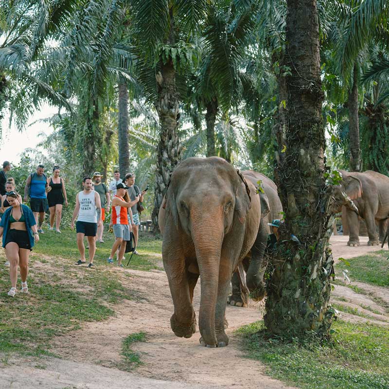 full-day-trip-walking-with-elephants-krabi-sanctuary full-day-trip-walking-with-elephants-krabi-sanctuary