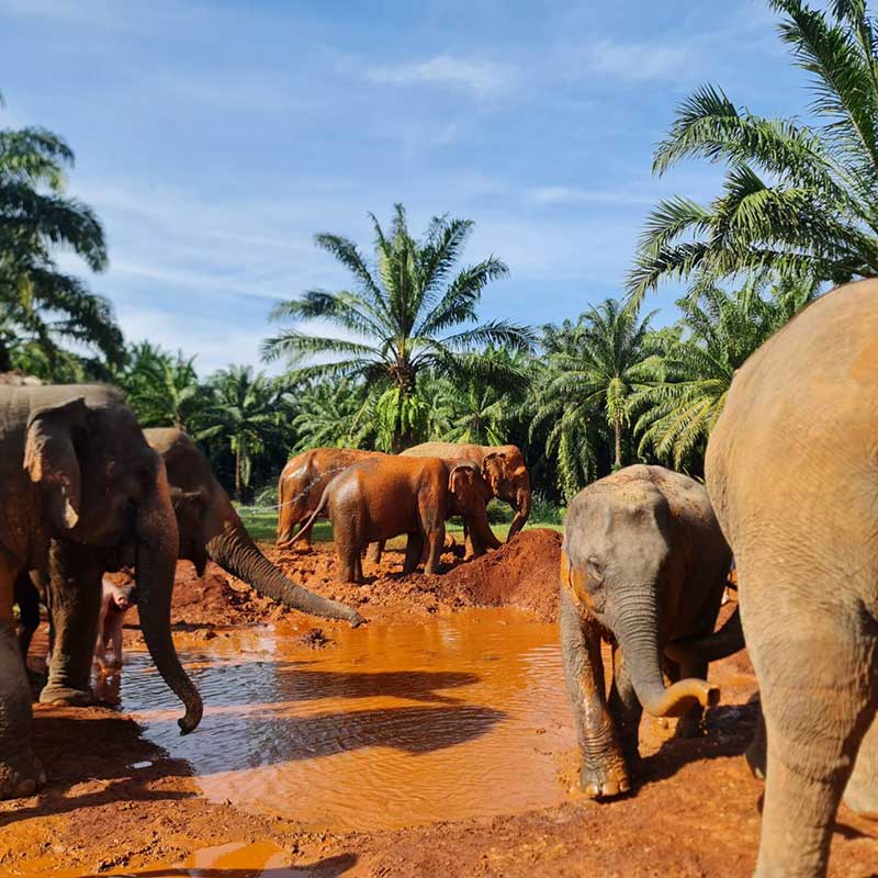 half-day-full-day-take-care-elephant-at-krabi-elephant-house half-day-full-day-take-care-elephant-at-krabi-elephant-house