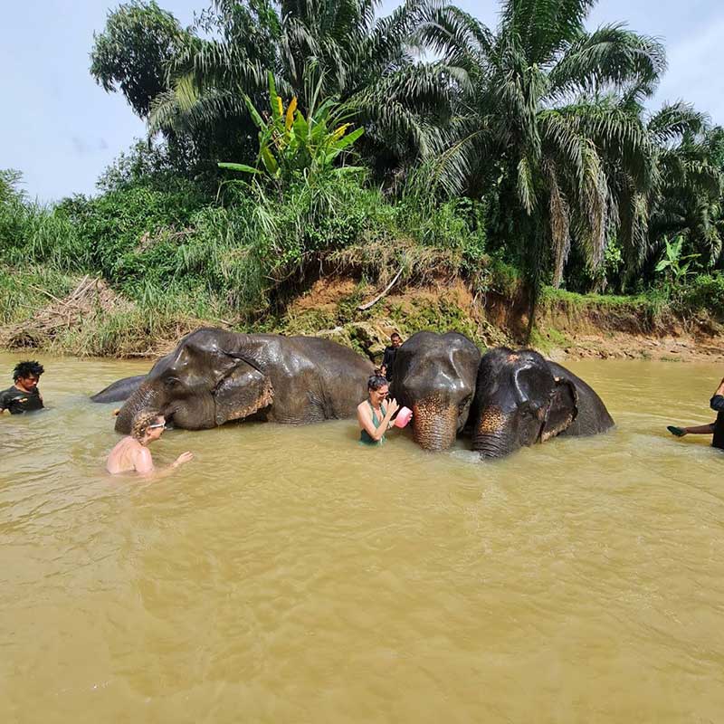half-day-trip-bath-with-elephants-krabi half-day-trip-bath-with-elephants-krabi