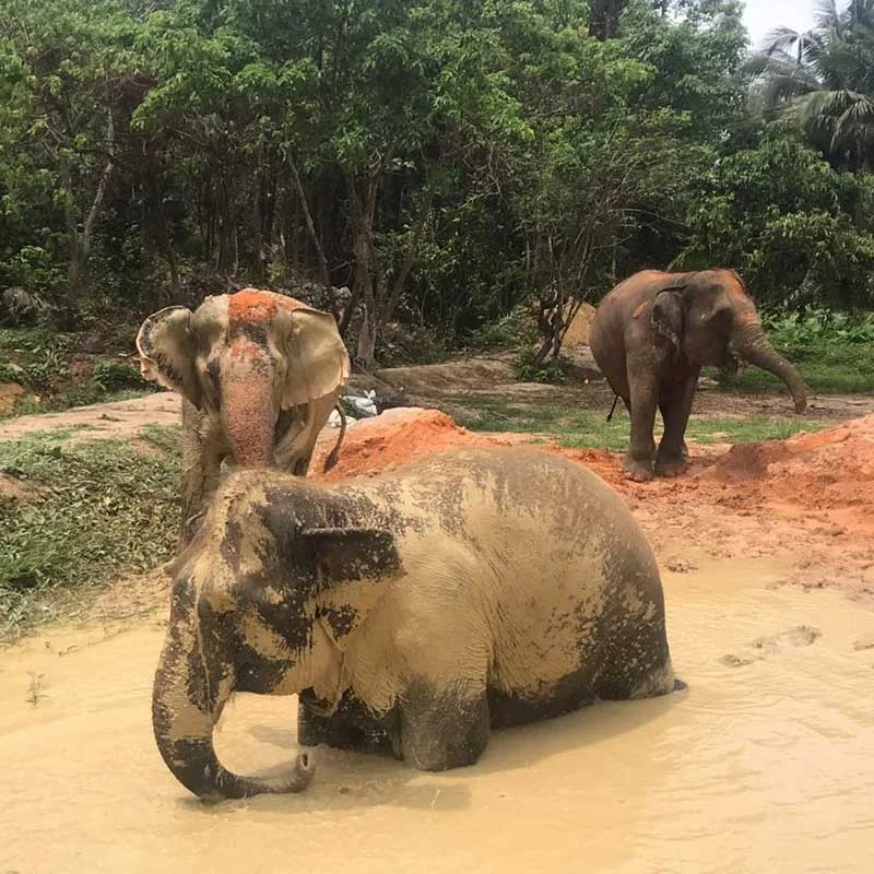krabi-aonang-elephant-sanctuary-half-day-visit