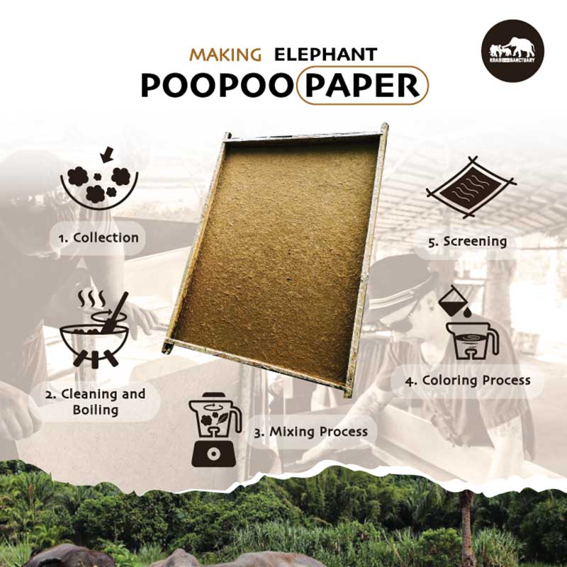 krabi-elephant-house-sanctuary-making-poopoo-paper krabi-elephant-house-sanctuary-making-poopoo-paper