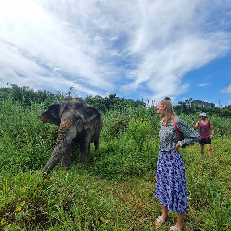 krabi-elephant-sanctuary-full-day-walk-with-elephants krabi-elephant-sanctuary-full-day-walk-with-elephants