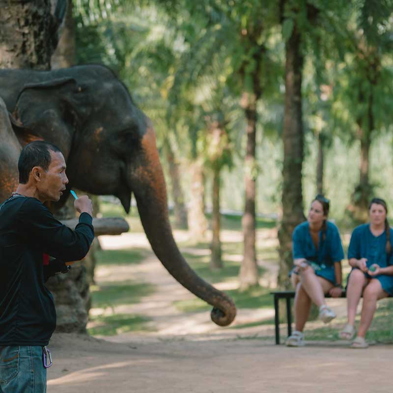 krabi-half-day-full-day-visit-elephant-house-sanctuary krabi-half-day-full-day-visit-elephant-house-sanctuary