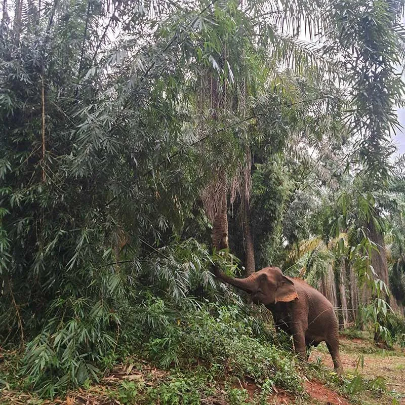 krabi-half-day-tour-take-care-elephant-aonang-elephant-sanctuary