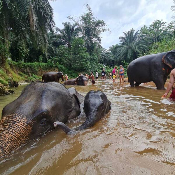 The Elephant House Sanctuary Krabi