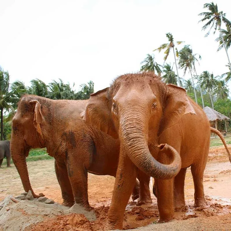 morning-and-afternoon-visit-aonang-elephant-sanctuary