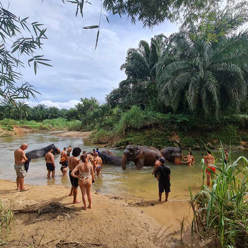 swim-and-mud-and-spa-elephants-krabi-sanctuary swim-and-mud-and-spa-elephants-krabi-sanctuary