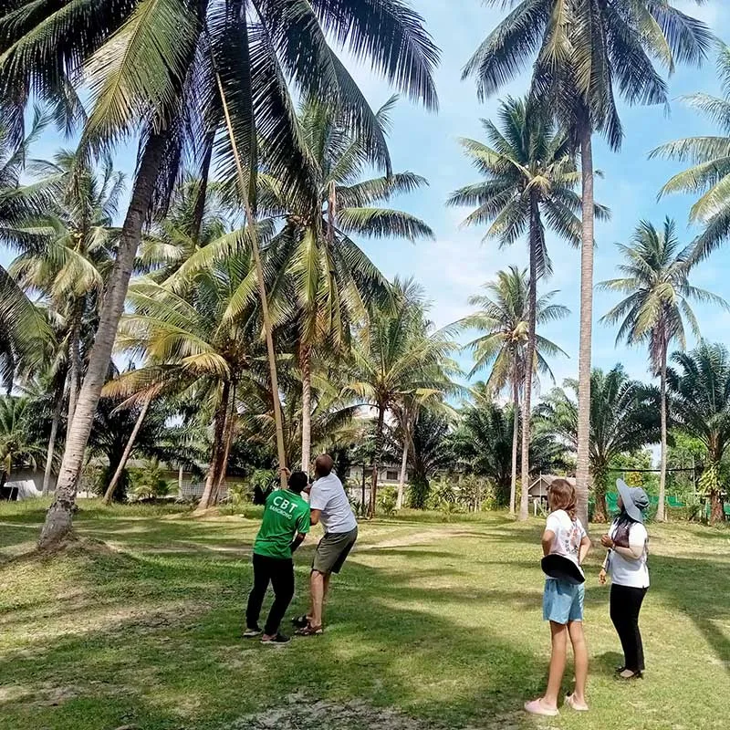 Phuket-eco-community-based-tourism-getting-coconuts-from-the-tree Phuket-eco-community-based-tourism-getting-coconuts-from-the-tree