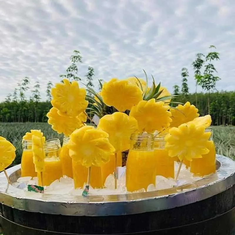 Phuket-pineapple-farm-tour-eco-community-based Phuket-pineapple-farm-tour-eco-community-based