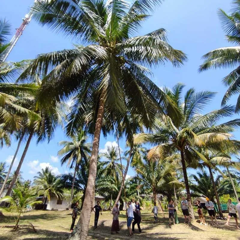 Phuket-tour-local-coconut-farm-community-based Phuket-tour-local-coconut-farm-community-based