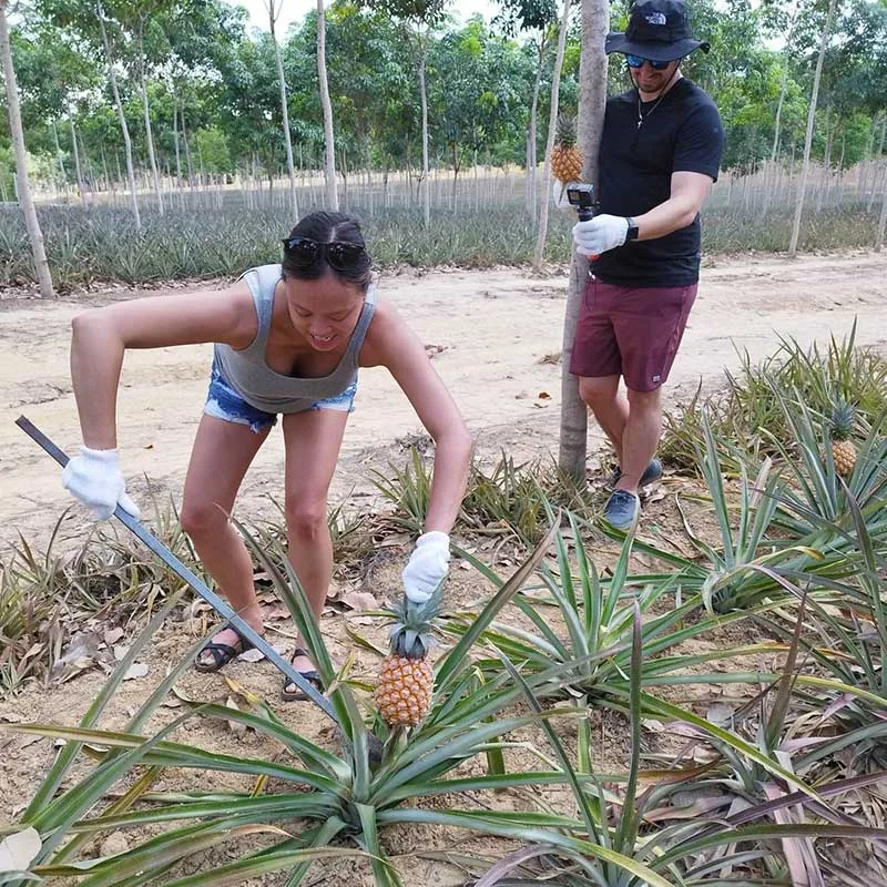 city-eco-community-based-tourism-learn-to-process-pineapple city-eco-community-based-tourism-learn-to-process-pineapple