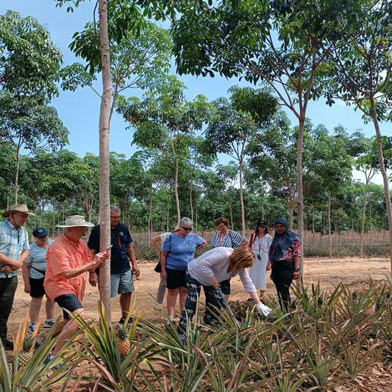 local-eco-community-based-tour-pineapple-farm-Phuket local-eco-community-based-tour-pineapple-farm-Phuket