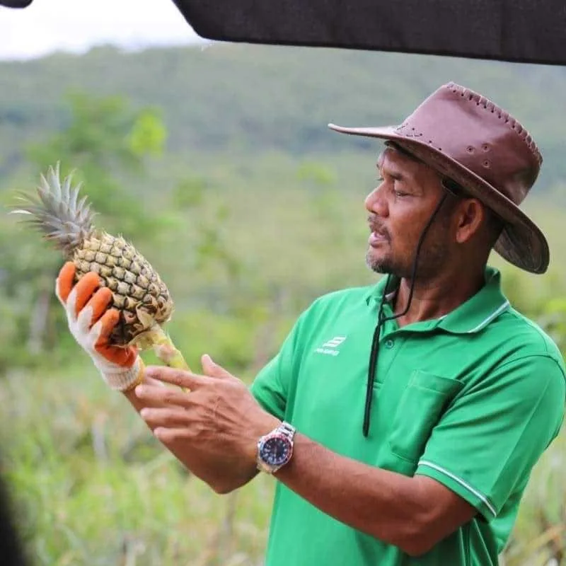 pineapple-farm-Bangrong-Phuket-tours pineapple-farm-Bangrong-Phuket-tours