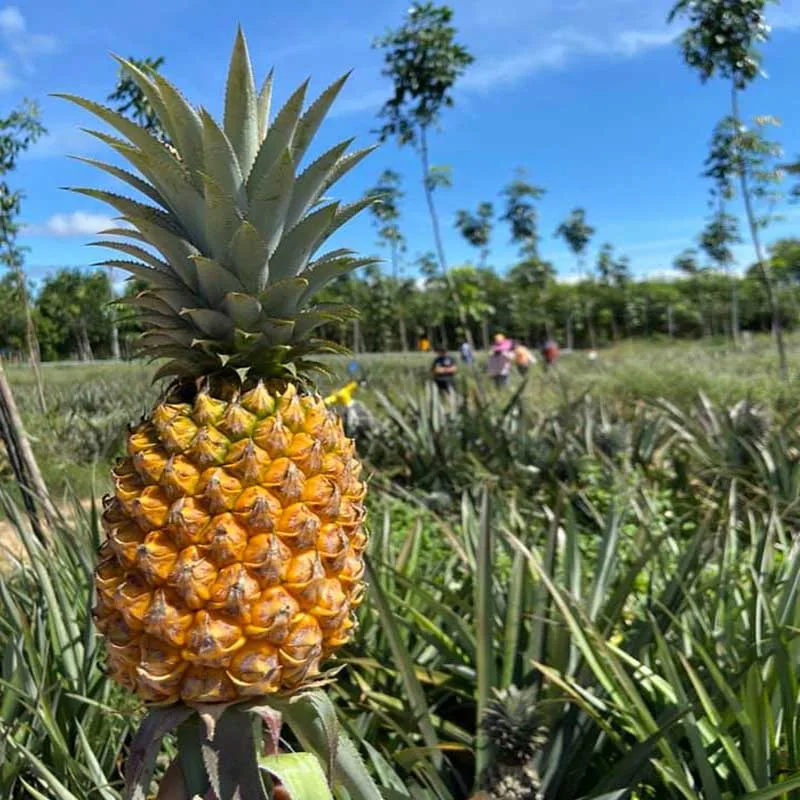 pineapple-farm-tour-Phuket-Bang-Rong-community-based-tourism pineapple-farm-tour-Phuket-Bang-Rong-community-based-tourism