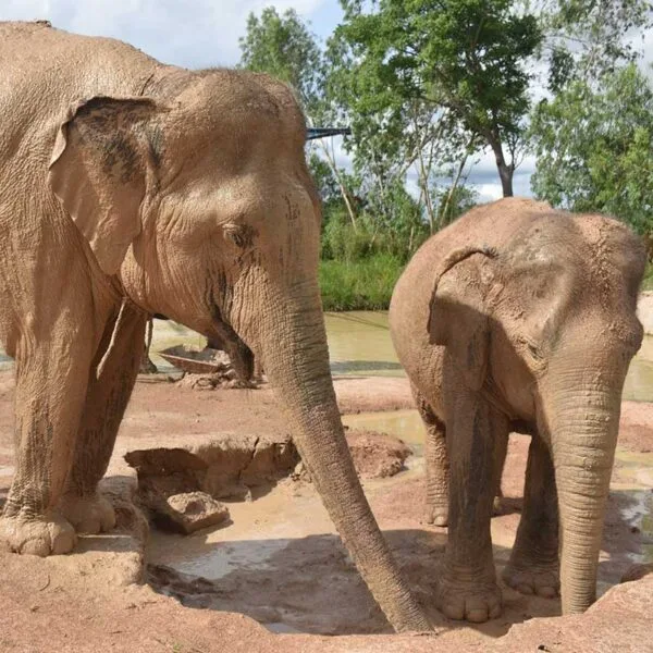 Pattaya-elephant-jungle-sanctuary-experience-tour