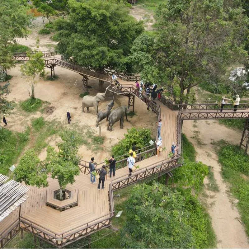feed-elephant-on-skywalk-koh-samui-half-day-trip feed-elephant-on-skywalk-koh-samui-half-day-trip