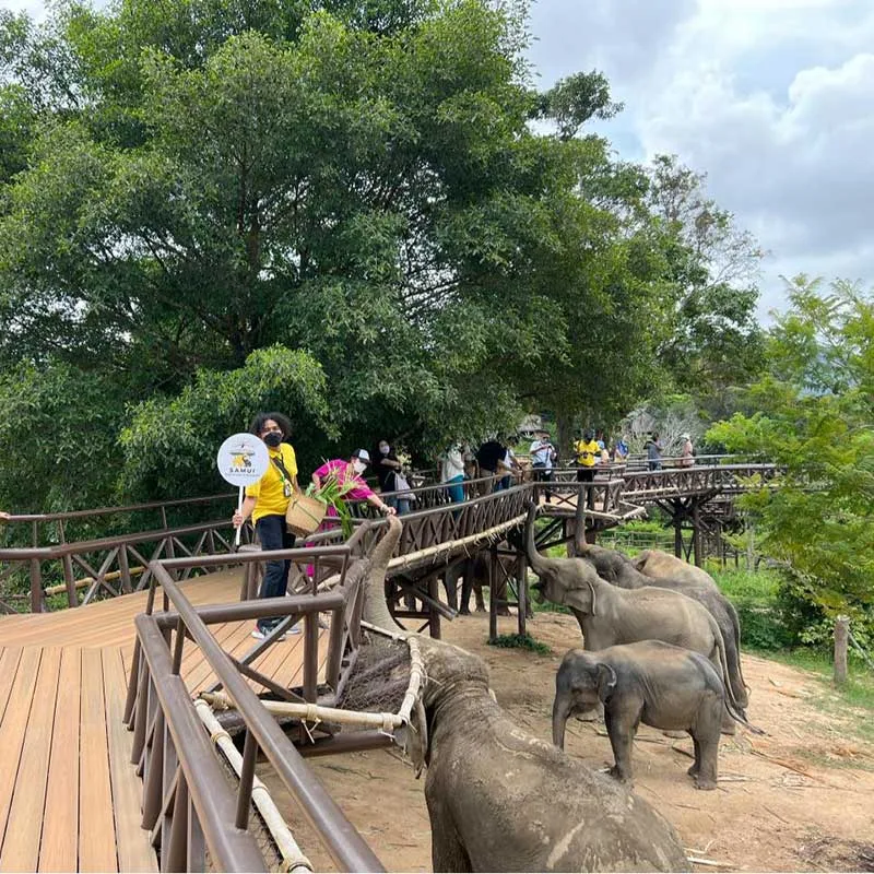 half-day-morning-or-afternoon-meet-and-walk-with-elephant half-day-morning-or-afternoon-meet-and-walk-with-elephant