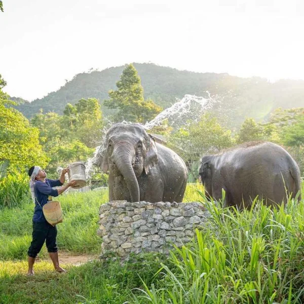 koh-samui-elephant-kingdom-sanctuary-tickets