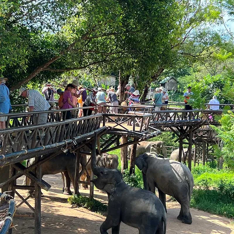 koh-samui-the-most-bigges-elephant-sanctuary-camp koh-samui-the-most-bigges-elephant-sanctuary-camp
