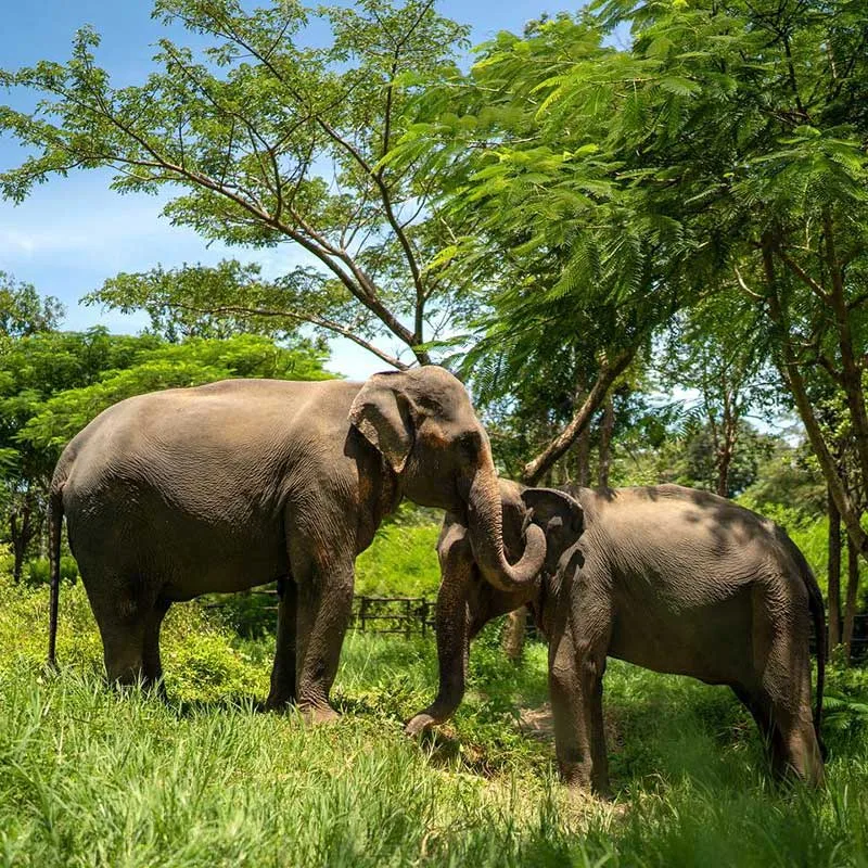 koh-samui-tour-walk-with-elephant-kingdom-sanctuary-2 koh-samui-tour-walk-with-elephant-kingdom-sanctuary-2