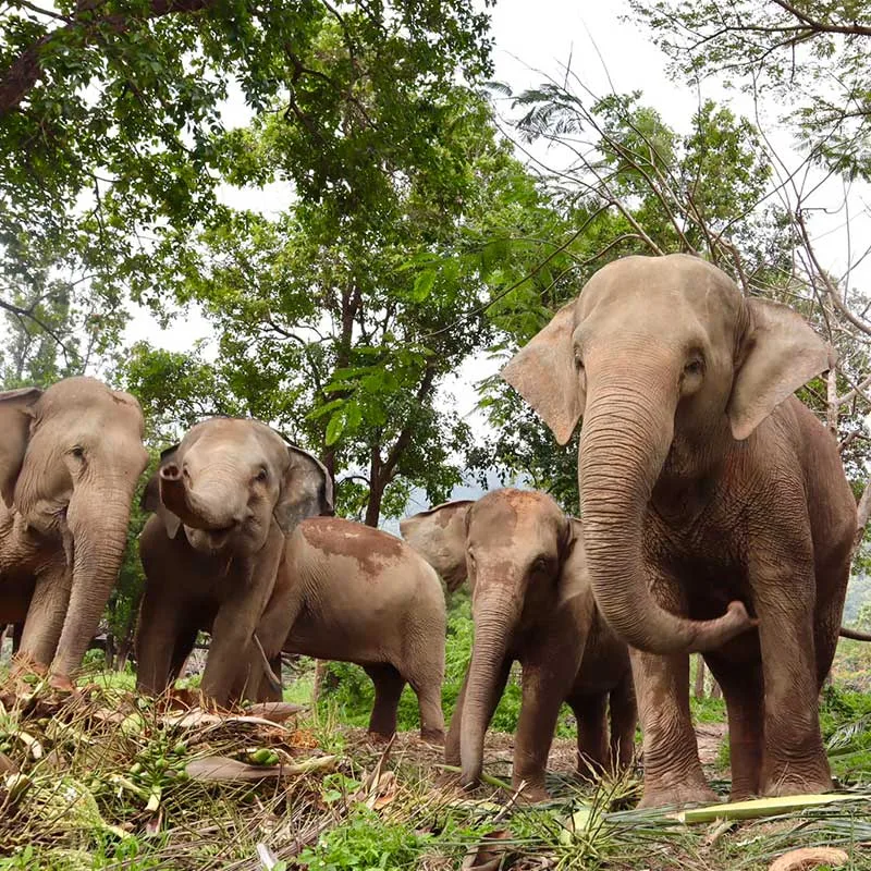 koh-samui-tour-walk-with-elephant-kingdom-sanctuary-3 koh-samui-tour-walk-with-elephant-kingdom-sanctuary-3