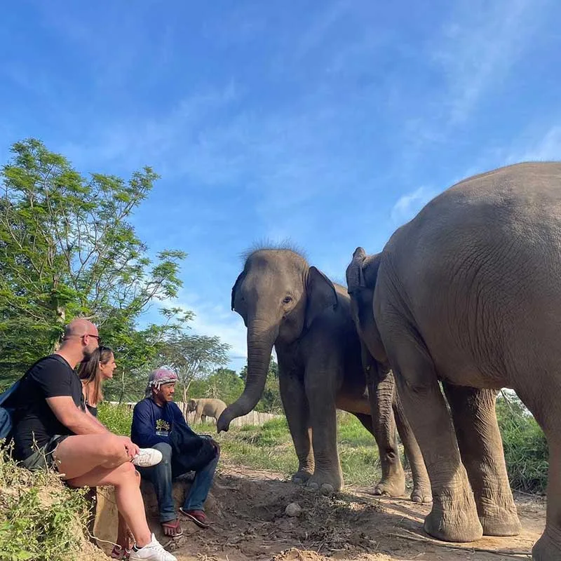 koh-samui-tour-walk-with-elephant-kingdom-sanctuary koh-samui-tour-walk-with-elephant-kingdom-sanctuary