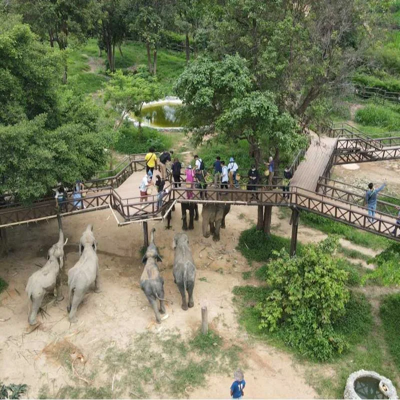 natural-elephant-tour-koh-samui-elephant-kingdom natural-elephant-tour-koh-samui-elephant-kingdom