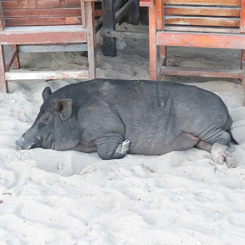 pig-island-koh-madsum-rent-private-longtail-boat