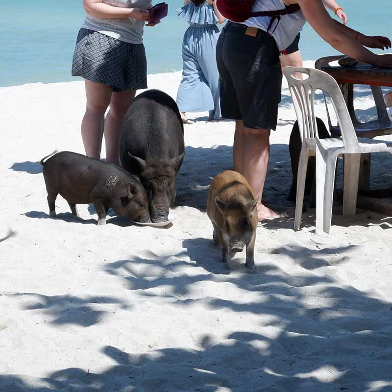 pig-island-tour-koh-madsum-private-longtail-boat-samui-2