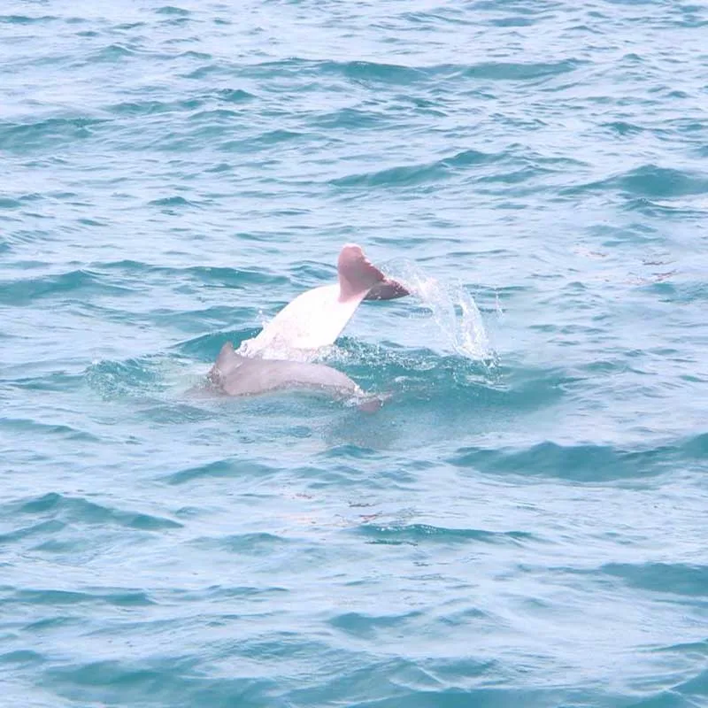 pink-dolphin-watching-tour-koh-samui-by-speedboat-2 pink-dolphin-watching-tour-koh-samui-by-speedboat-2