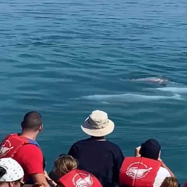 Samui Day Tour Sightseeing Pink Dolphin Koh Tan & Pig Island