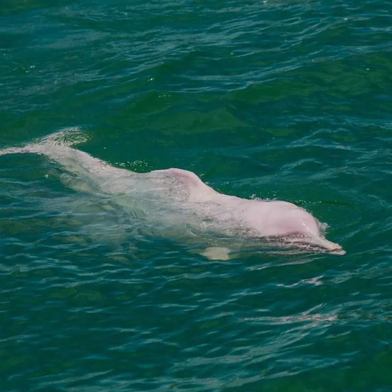 pink-dolphin-watching-tour-koh-samui-by-speedboat-4 pink-dolphin-watching-tour-koh-samui-by-speedboat-4