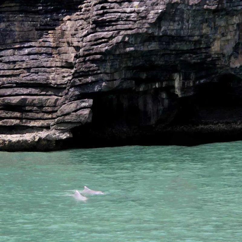 pink-dolphin-watching-tour-koh-samui-by-speedboat pink-dolphin-watching-tour-koh-samui-by-speedboat