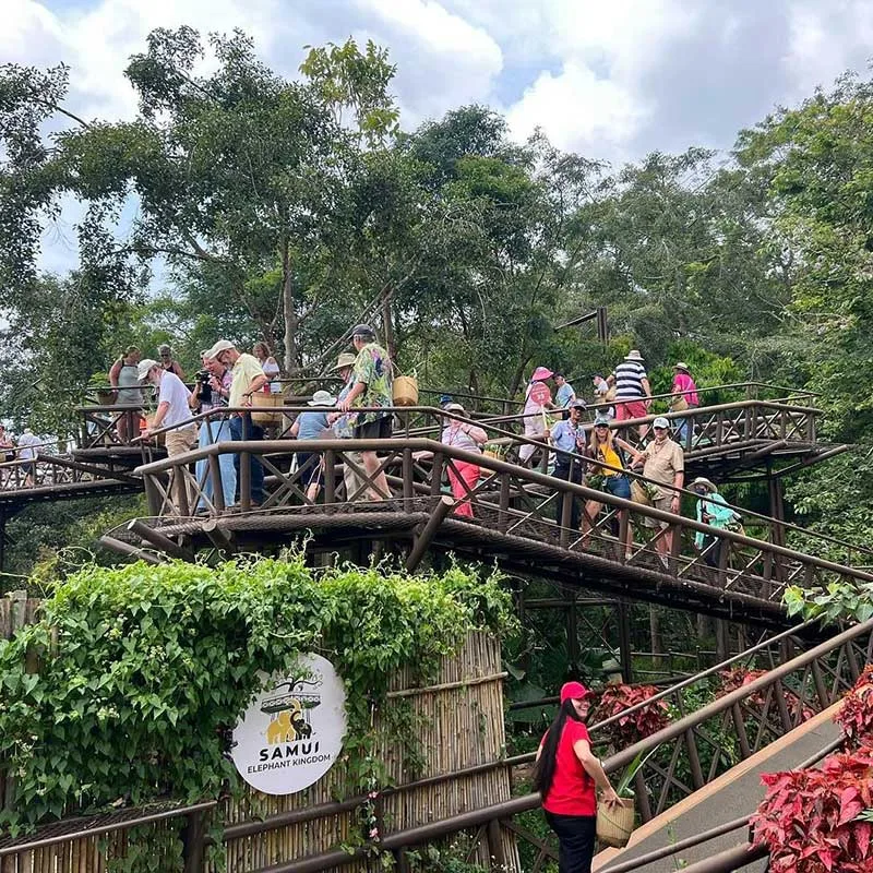 samui-elephant-kingdom-skywalk-feed-elephants samui-elephant-kingdom-skywalk-feed-elephants