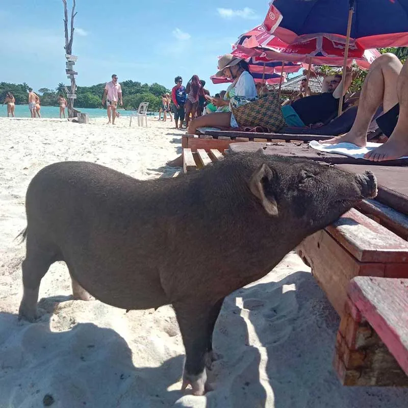samui-koh-madsum-pig-island-tour-by-speedboat-2 samui-koh-madsum-pig-island-tour-by-speedboat-2