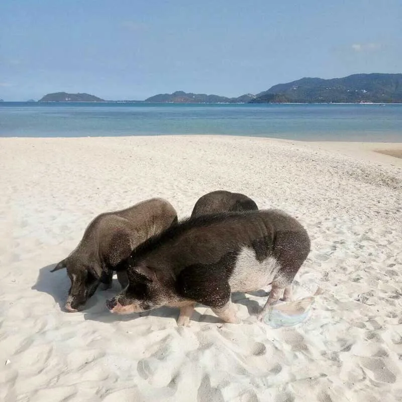 samui-koh-madsum-pig-island-tour-by-speedboat-3 samui-koh-madsum-pig-island-tour-by-speedboat-3