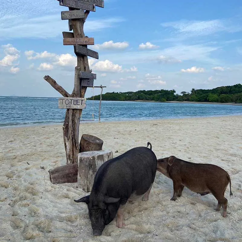 samui-koh-madsum-pig-island-tour-by-speedboat samui-koh-madsum-pig-island-tour-by-speedboat