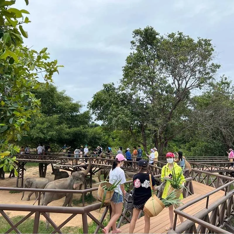 the-best-skywalk-on-elephant-kingdom-sanctuary-samui the-best-skywalk-on-elephant-kingdom-sanctuary-samui