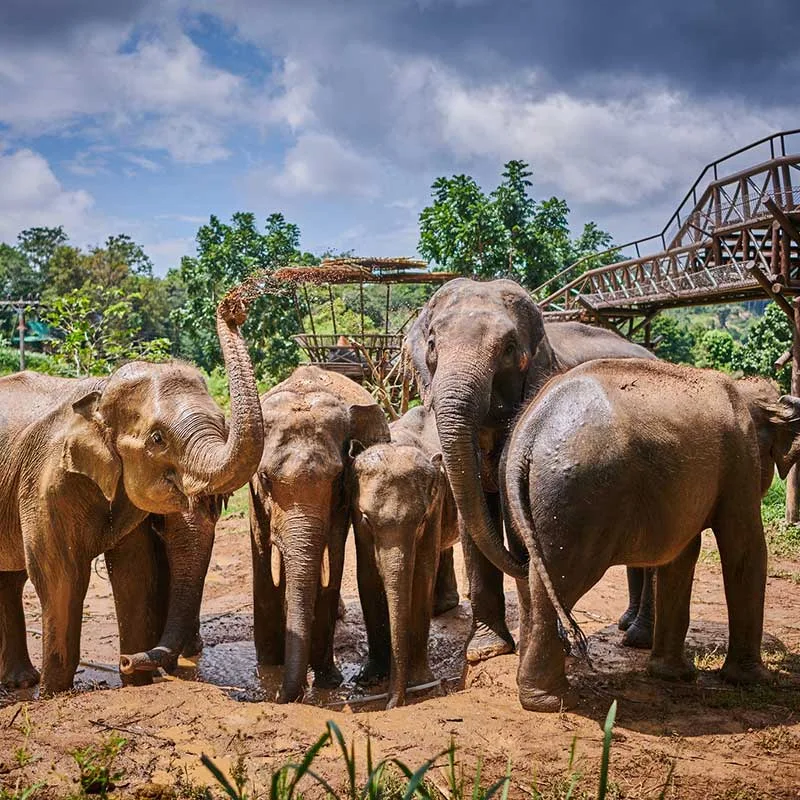 watch-elephants-shower-and-mud-spa-half-day-trip-samui watch-elephants-shower-and-mud-spa-half-day-trip-samui
