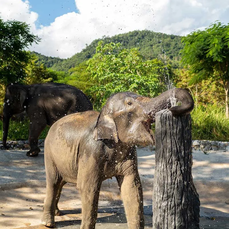 watch-elephants-shower-half-day-trip-samui watch-elephants-shower-half-day-trip-samui