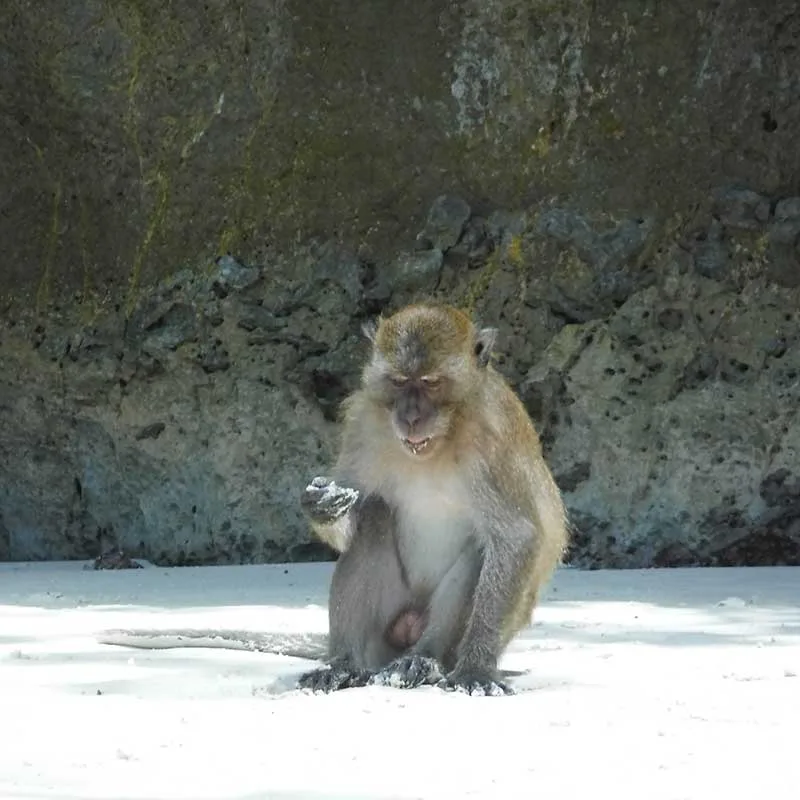 monkey-beach-trip-Phi-Phi-islands-by-Phuket-speedboat