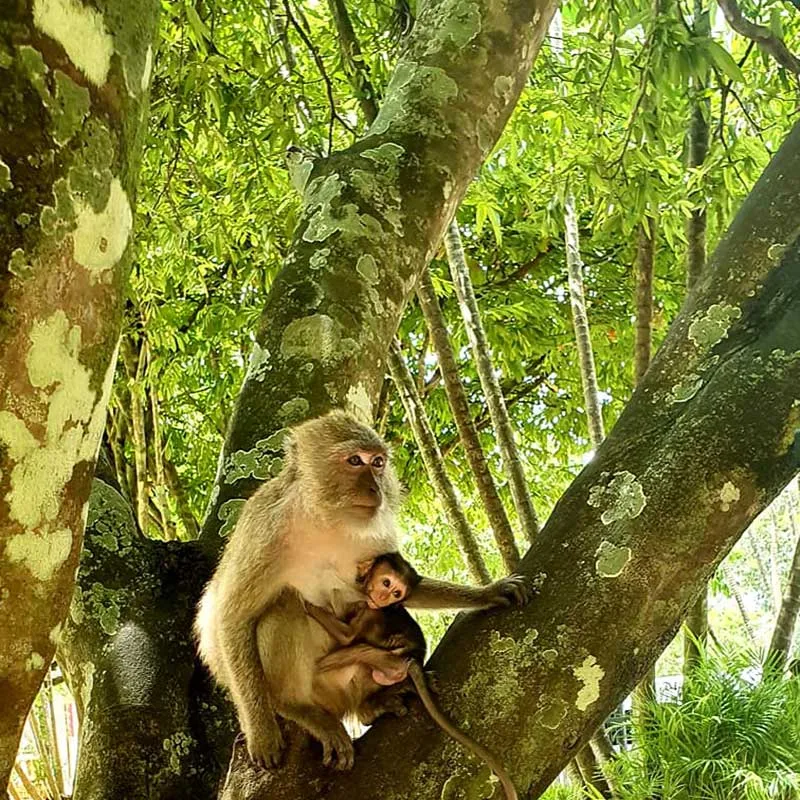 krabi-day-tours-white-water-rafting-&-bamboo-rafting-monkey-cave-2