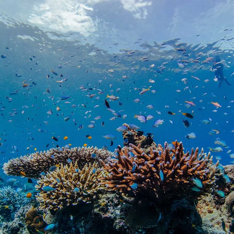 snorkeling-Mae-Yai-Bay-The-Surin-Islands-premium-speedboat-2 snorkeling-Mae-Yai-Bay-The-Surin-Islands-premium-speedboat-2