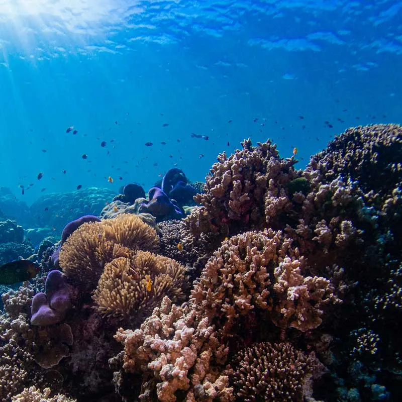 snorkeling-Mae-Yai-Bay-The-Surin-Islands-premium-speedboat-4 snorkeling-Mae-Yai-Bay-The-Surin-Islands-premium-speedboat-4